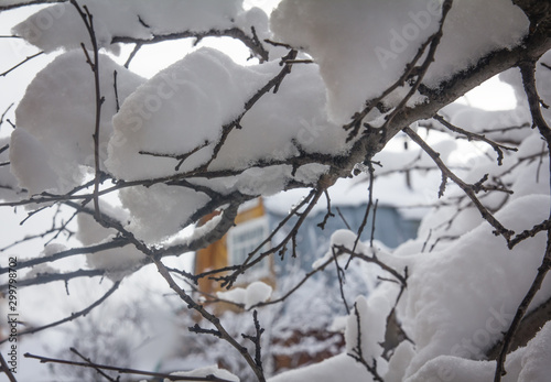 The first snow fell in the old apple garden