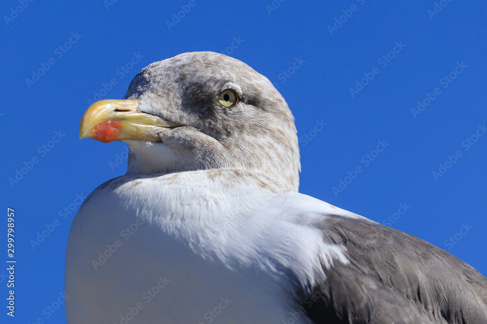 Seagull portrait against sea shore. Close up view Seagull portrait against sea shore. Close up view