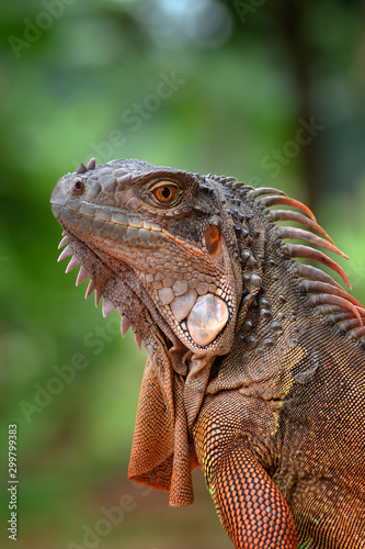 Red iguana © DS light photography