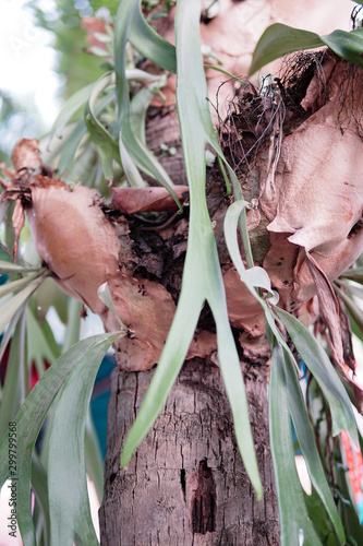 Platycerium stick to coconut trees photo