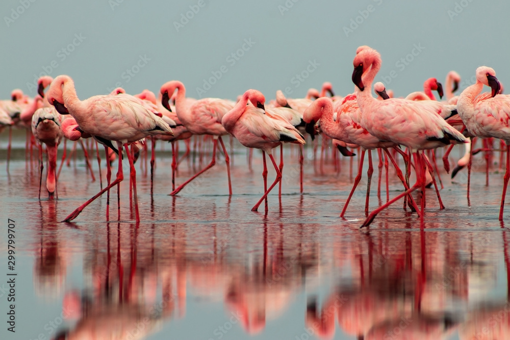 Naklejka premium Wild african birds. Groupe of red flamingo birds on the blue lagoon.