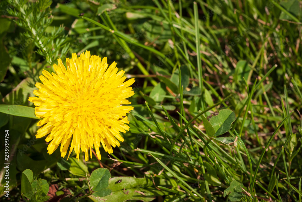 yellow dandelion flower grows on green grass. copy space yellow dandelion flower grows on green grass. copy space