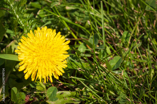 yellow dandelion flower grows on green grass. copy space