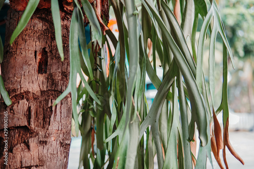 Platycerium stick to coconut trees photo