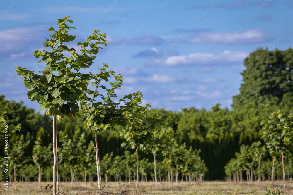 Recently planted hazelnut (filbert) orchard in the Willamette Valley near Lebanon, Oregon.