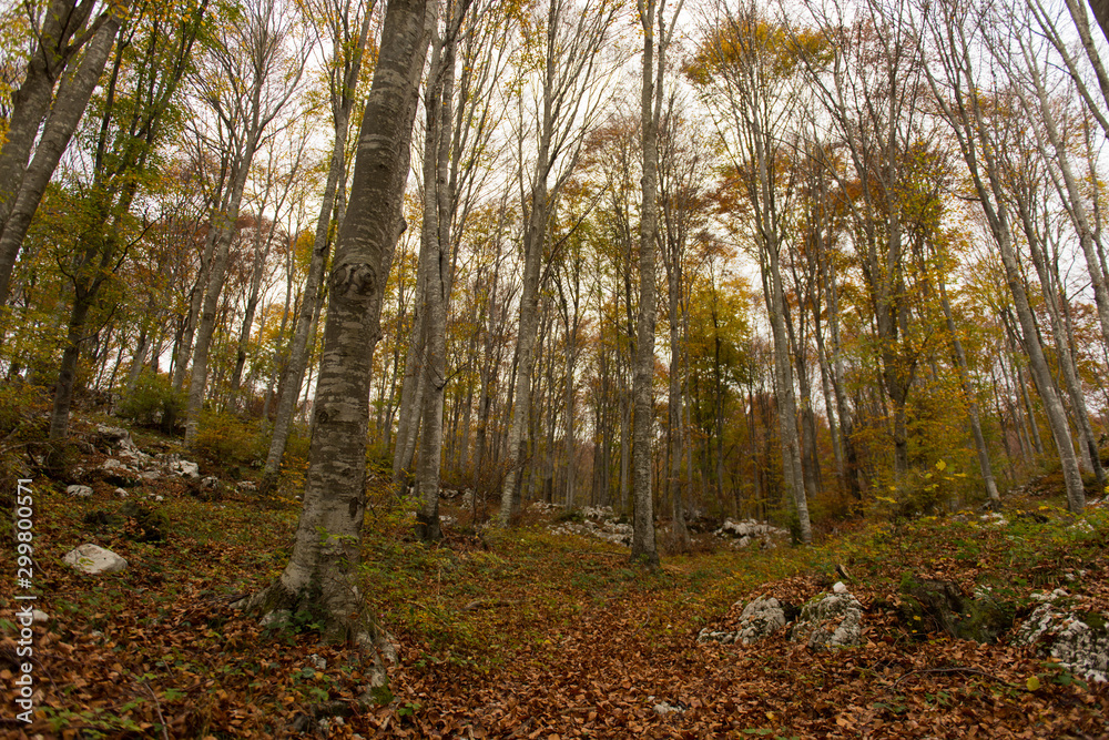 Obraz premium Cansiglio