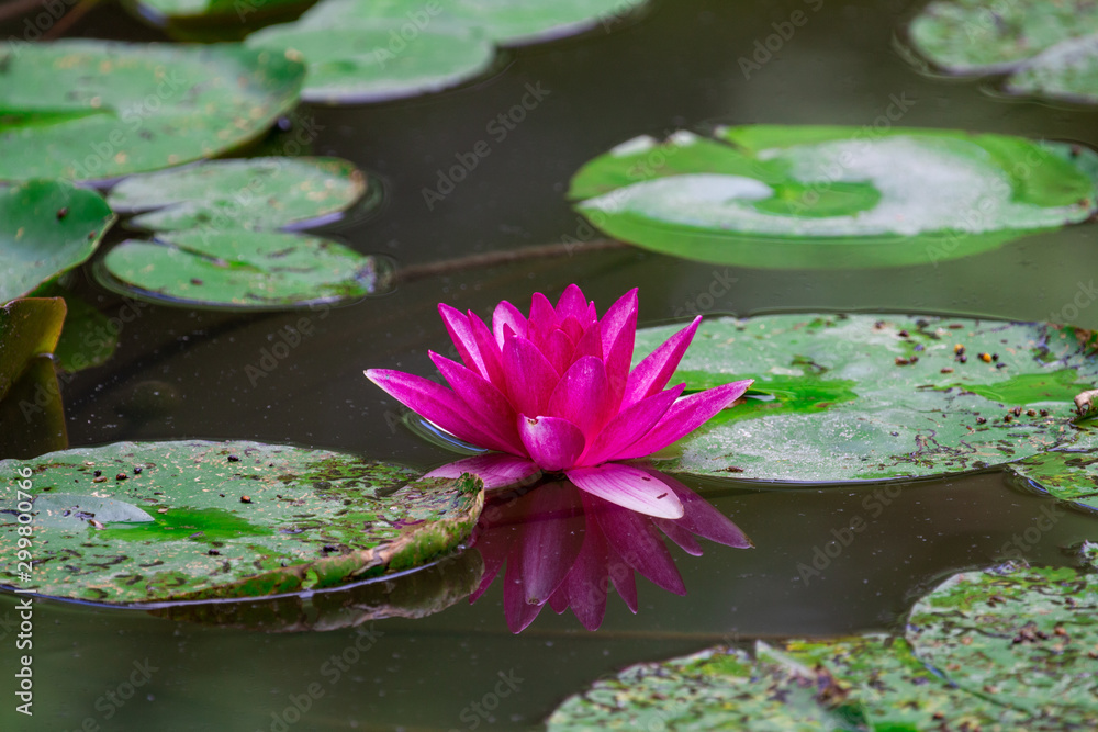 Fleur de nénuphar Fleur de nénuphar