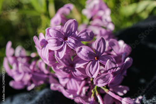 Lilas