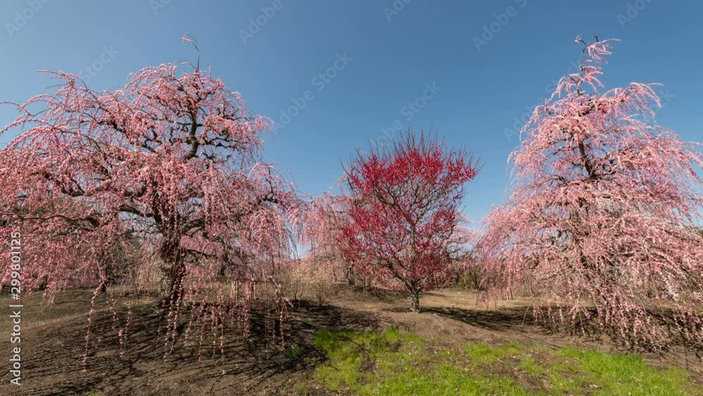 Timelapse Pan Left Shot of Plum Blossoms at Suzuka Forest Garden in Japan Timelapse Pan Left Shot of Plum Blossoms at Suzuka Forest Garden in Japan