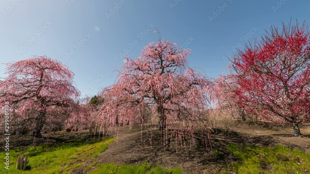 Timelapse of Plum Blossoms at Suzuka Forest Garden in Japan Timelapse of Plum Blossoms at Suzuka Forest Garden in Japan