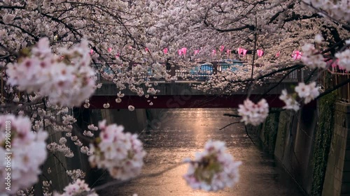 Static Shot of Cherry Blossom Hanging over Megurogawa in Tokyo photo