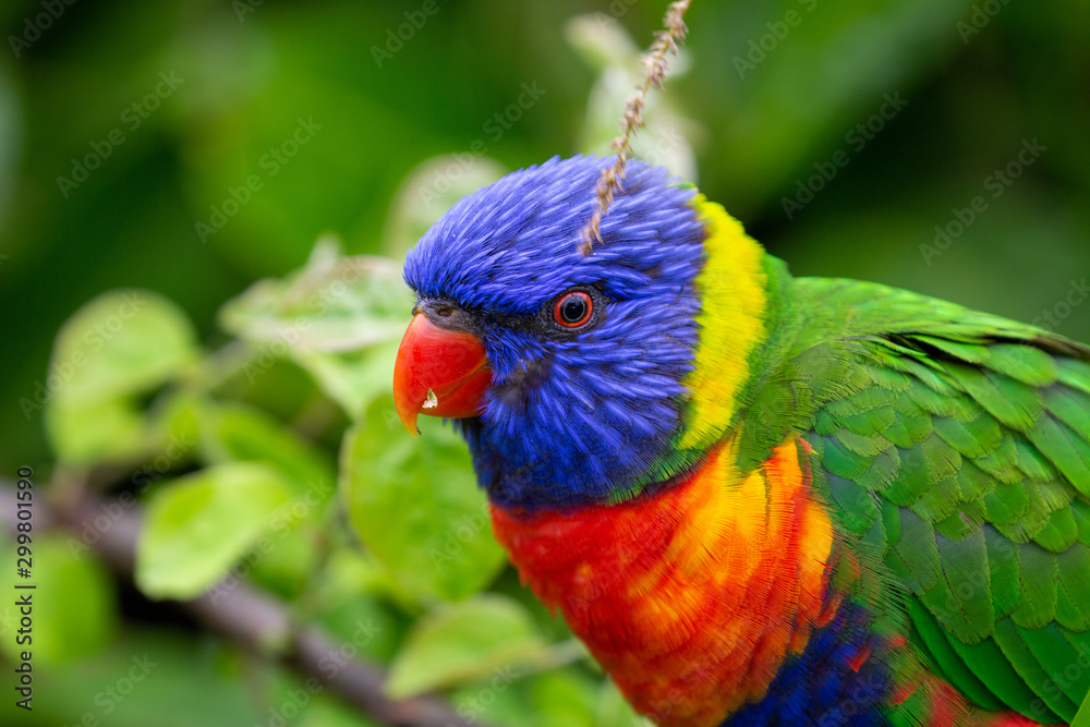 Naklejka premium loriinae
