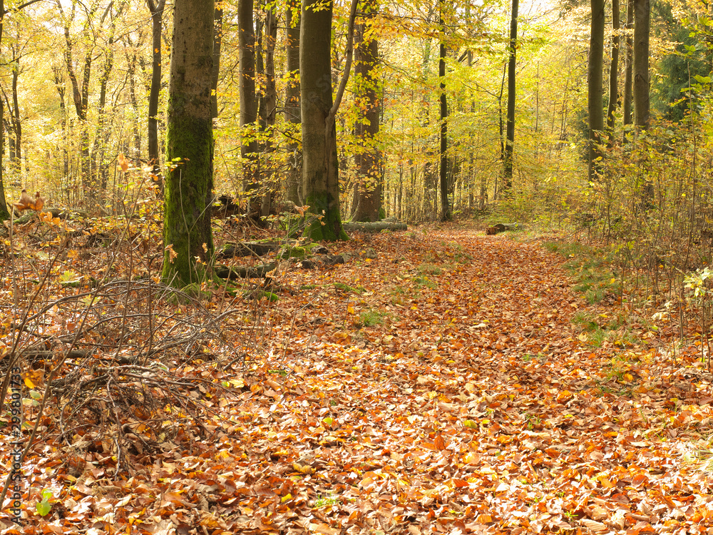 Herbstwald