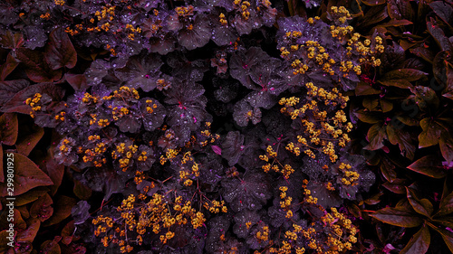 Photography invert colour of plant leaves