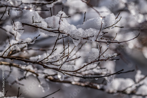 Snow and ice on tree branches