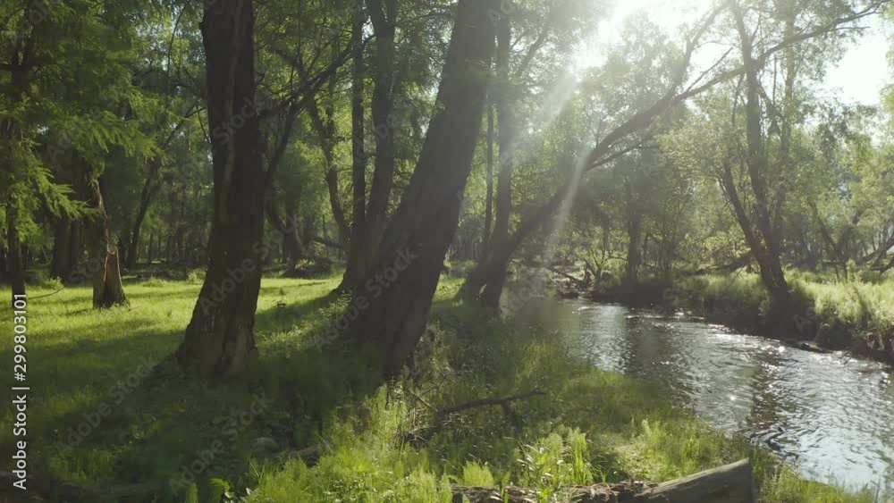 Beautiful aerial shot of a stream running along the forest landscape with sun rays beaming through the trees Beautiful aerial shot of a stream running along the forest landscape with sun rays beaming through the trees