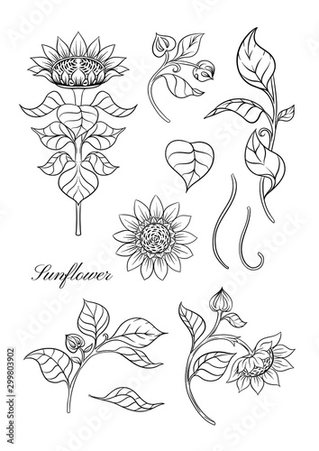 Sunflower. Set of elements for design Vector illustration. Outline hand drawing in art nouveau style, vintage, old, retro style.