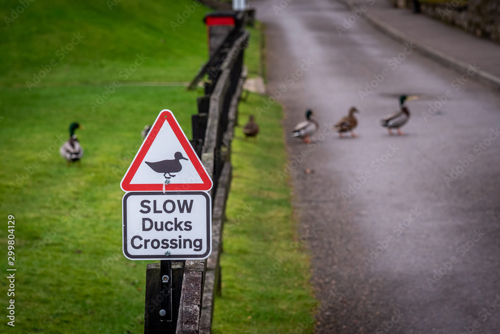Road sign warning to watch out for ducks and ducklings crossing the ...