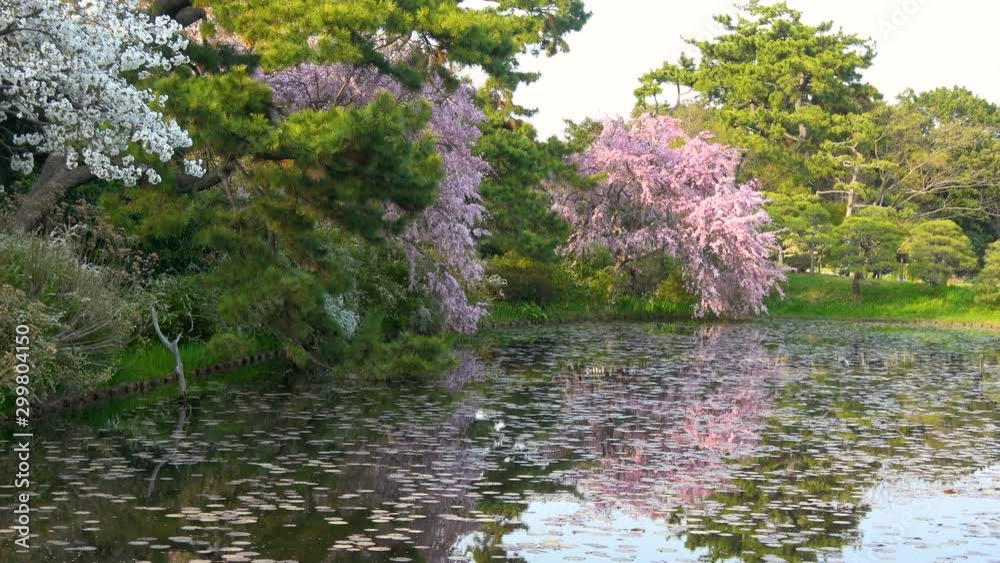 Zoom Shot of Cherry Blossoms over Reflective Lotus Pond in Japan Zoom Shot of Cherry Blossoms over Reflective Lotus Pond in Japan