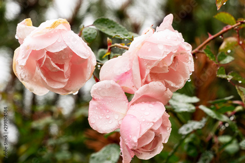 Pale pink rose in rainy autumn day. Rain drops on the blossoms. Nature miracle - flowering in fall.