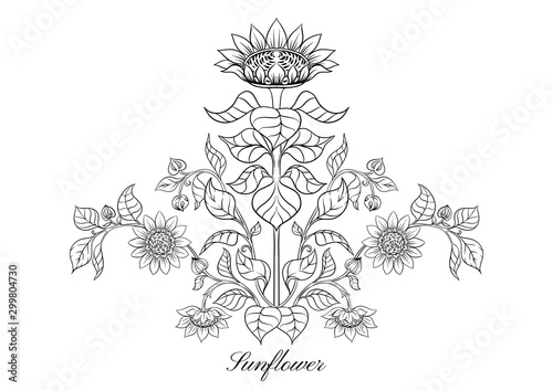 Sunflower. Set of elements for design Vector illustration. Outline hand drawing in art nouveau style, vintage, old, retro style.