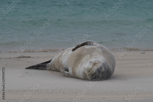Leopard Seal (Hydrurga leptonyx) resting on a sandy beach Bleaker Island in the Falkland Islands.