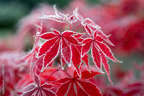 Japanese maple frost