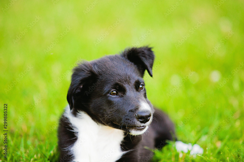 Happy smiling puppy sitting on a green grass in a city park. Happy Border Collie Puppy Sitting on green grass. Happy smiling puppy sitting on a green grass in a city park. Happy Border Collie Puppy Sitting on green grass.