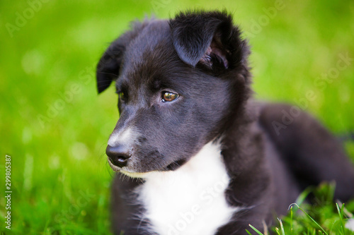 Puppy sitting on a green grass in a city park. Clouse up of a Happy Border Collie Puppy Sitting on green grass.
