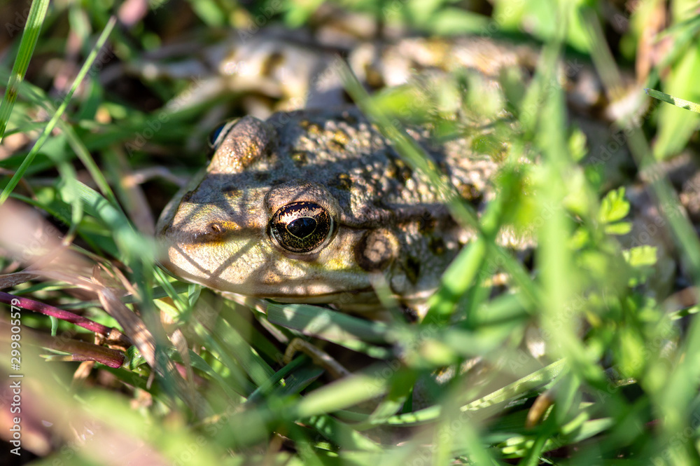 Fototapeta premium Macro close-up of a European green toad (Bufo viridis) frog in the grass