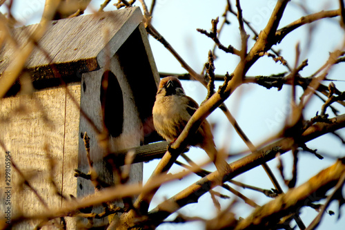 Fotografiet sparrow sitting on a tree branch near a birdhouse