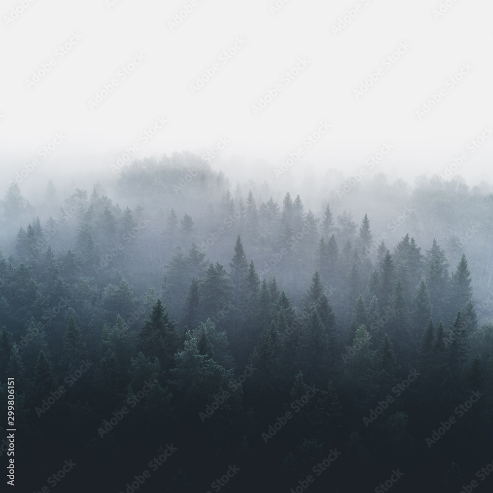 Fototapeta Las sosnowy we wczesnej porannej mgle 