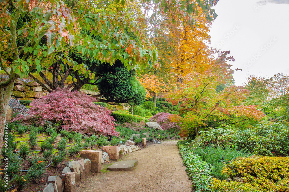  Fantastic autumn in Japanese garden in Kaiserslautern.  Scenic Pond with orange colors , colorful carps KOI in water