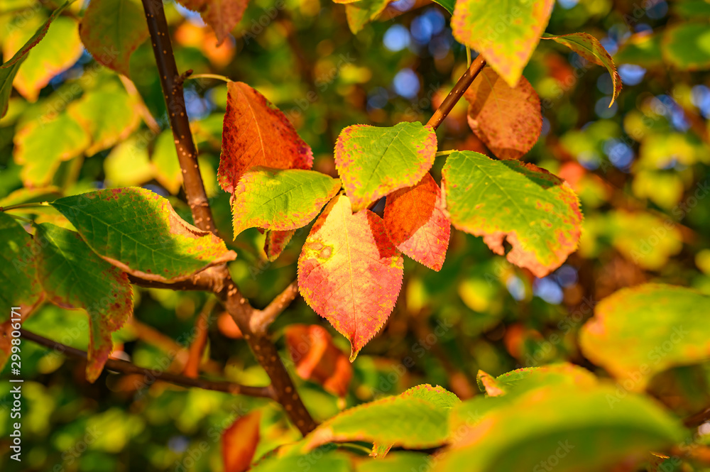 Fototapeta premium Colorful autumn leaves in the evening sunlight.
