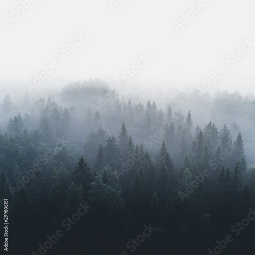Pine forest in early morning fog 2