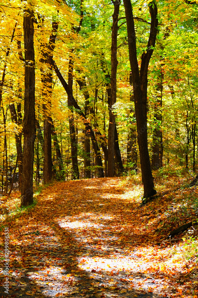 Fototapeta premium A pathway through a wood in the autumn
