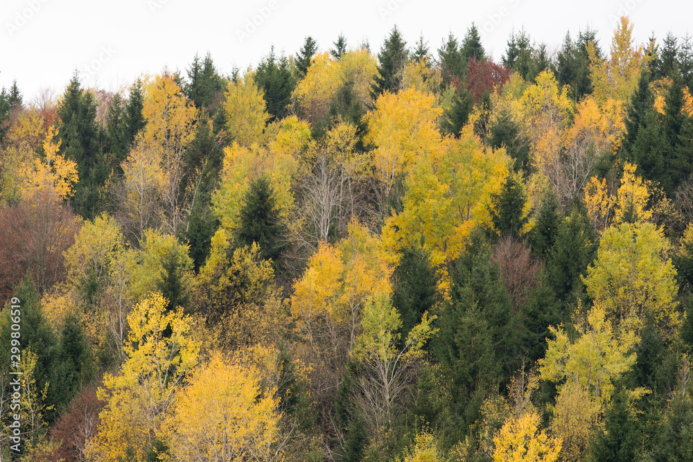 Fototapeta premium Cansiglio