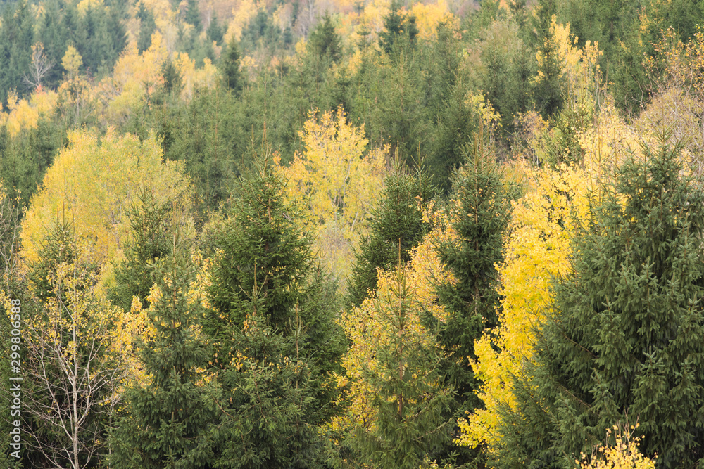 Fototapeta premium Cansiglio