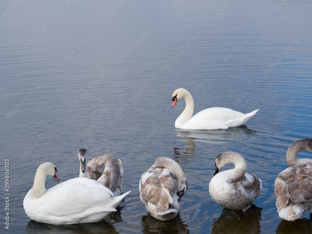 Swan family swims on the lake
