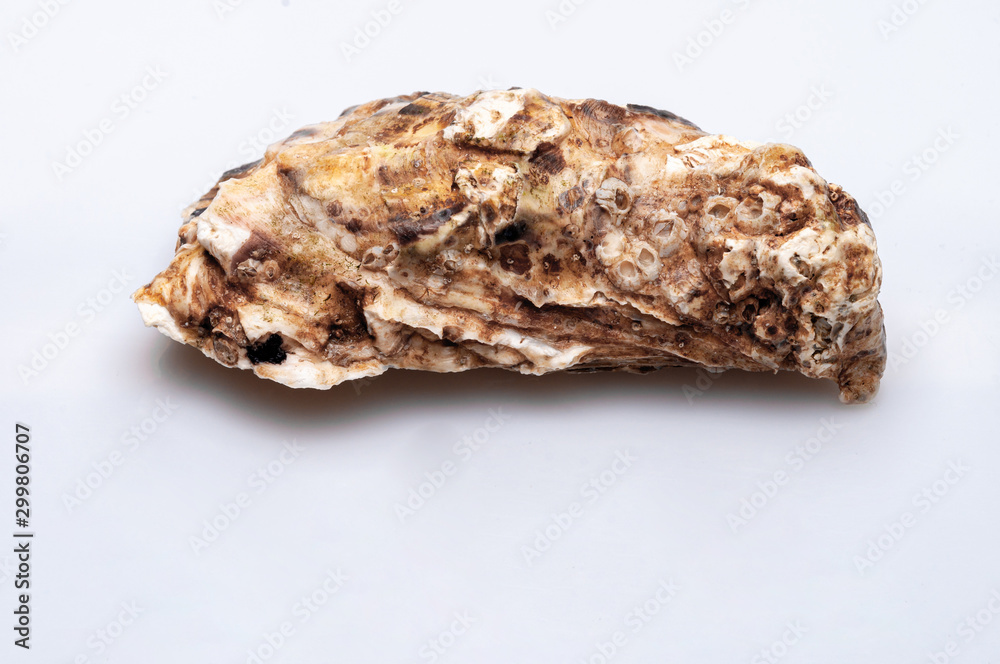 Fresh opened oyster on white background Fresh opened oyster on white background