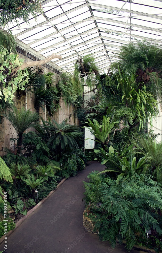 Path and tropical plants growing in hothouse 