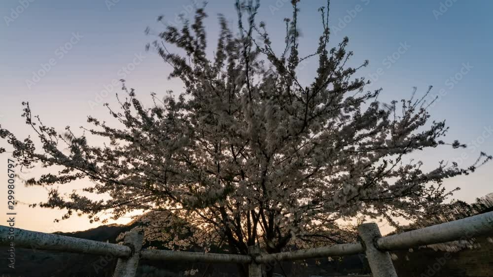 Timelapse Tracking Shot of Sunrise thru Wild Cherry Blossom Tree in Japan Timelapse Tracking Shot of Sunrise thru Wild Cherry Blossom Tree in Japan