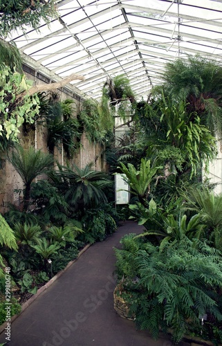 Path and tropical plants growing in hothouse 