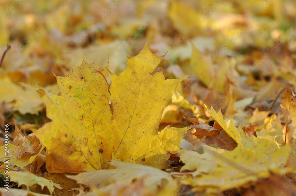 Yellow maple leaves lie on the ground.