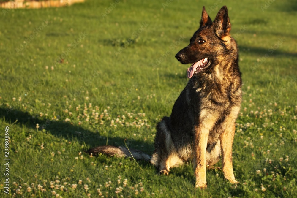 A German Shepherd Dog portrait with a green background. Wolf-grey color working line German Shepherd Dog portrait. A German Shepherd Dog portrait with a green background. Wolf-grey color working line German Shepherd Dog portrait.