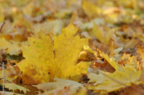 Yellow maple leaves lie on the ground.