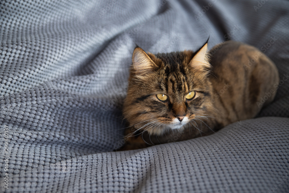 Obraz premium Portrait of domestic black tabby Maine Coon kitten - 3 year old. Cute striped kitty looking at camera. Beautiful young cat make funny face on grey background.