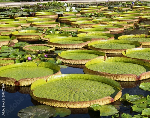 Man made pond with field of Victoria amazonica, water lillies photo