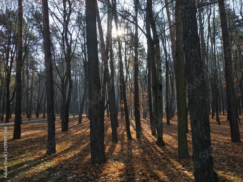 autumn forest