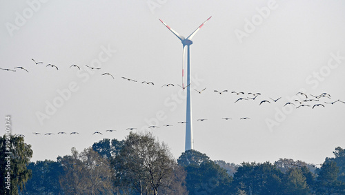 Kraniche (Grus grus) vor einer Windraftanlage - migrating cranes photo